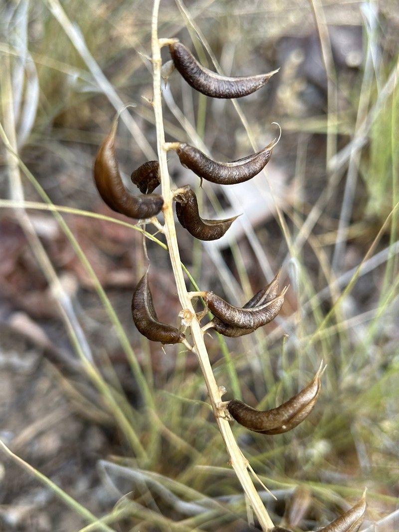 Astragalus lentiginosus var. wilsonii photo 7