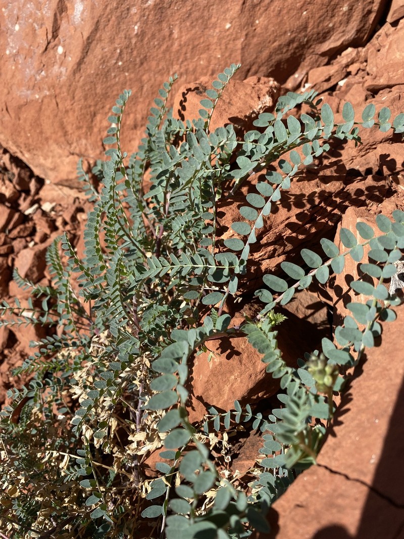 Astragalus lentiginosus var. wilsonii photo 8