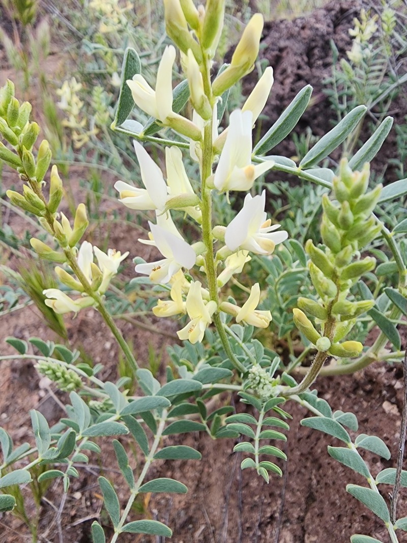 Astragalus lentiginosus var. yuccanus