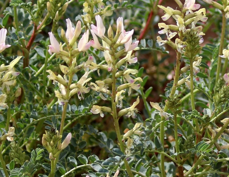 Astragalus lentiginosus var. yuccanus photo 2