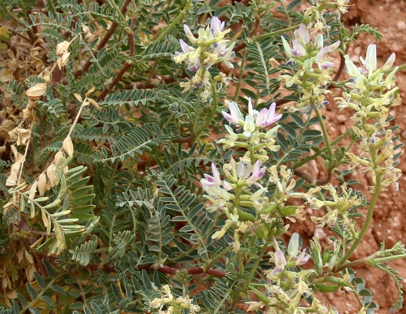 Astragalus lentiginosus var. yuccanus photo 3