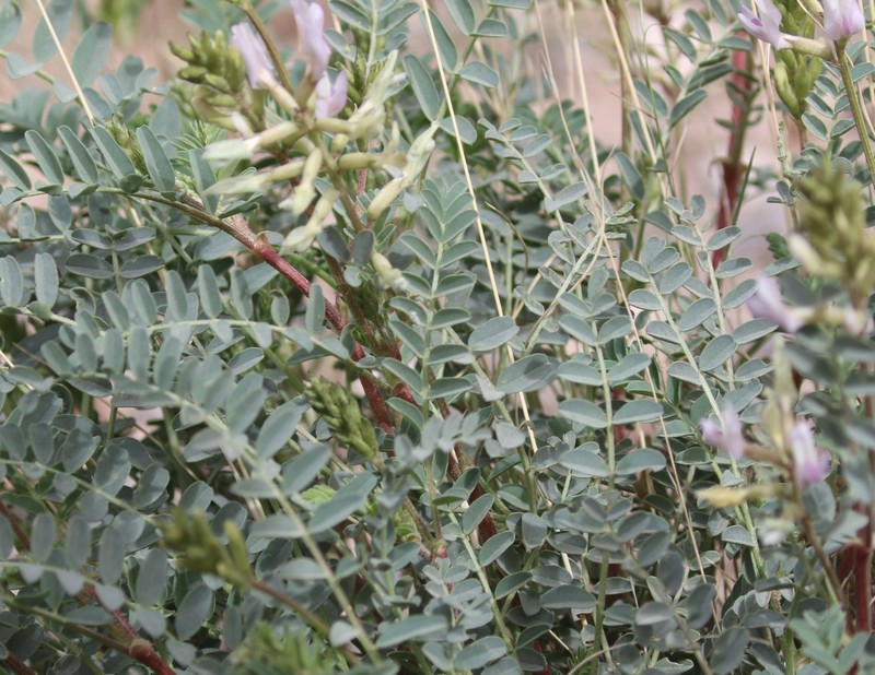 Astragalus lentiginosus var. yuccanus photo 4