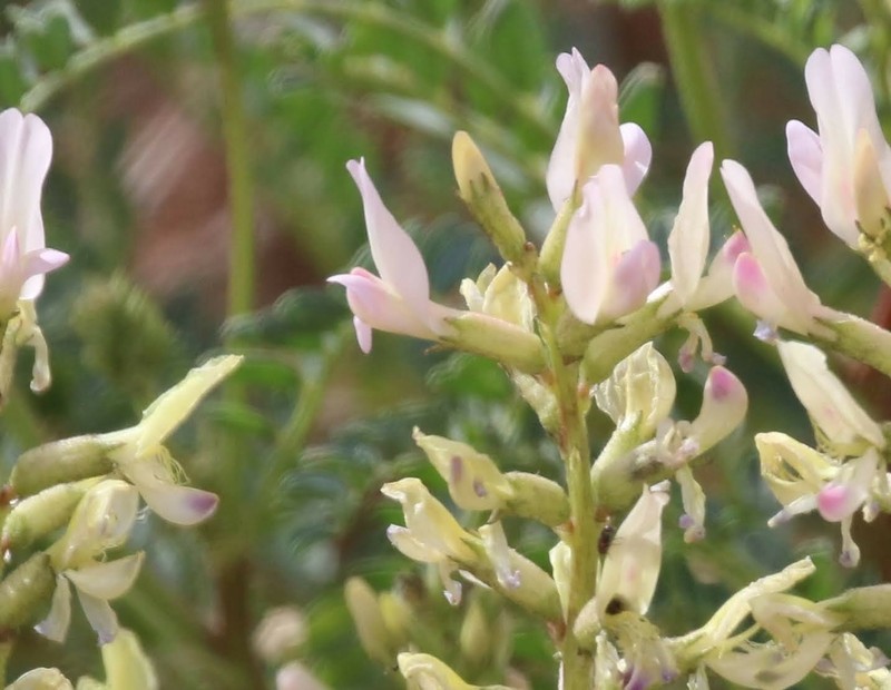 Astragalus lentiginosus var. yuccanus photo 5