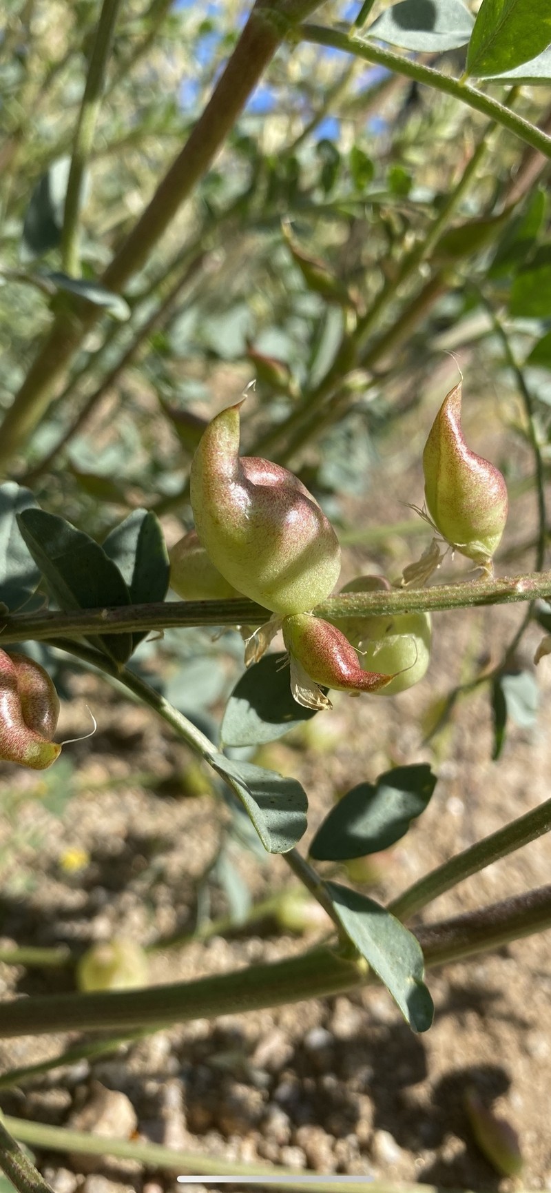 Astragalus lentiginosus var. yuccanus photo 6