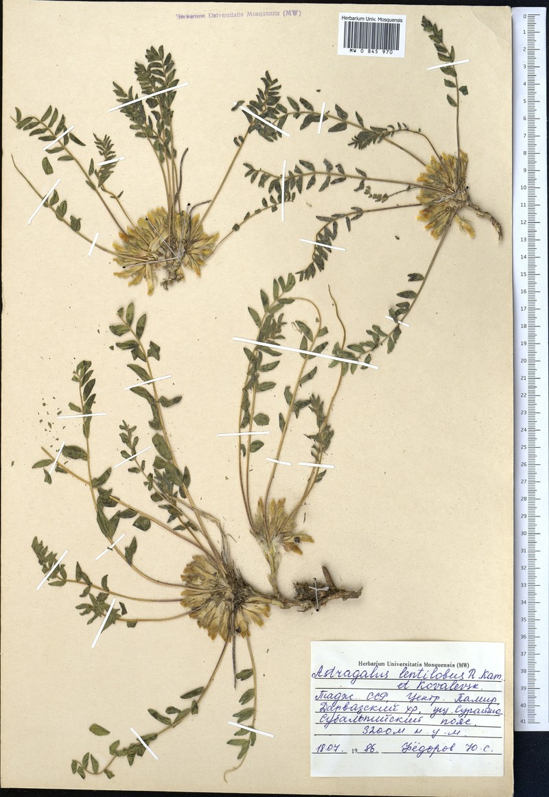 Astragalus lentilobus