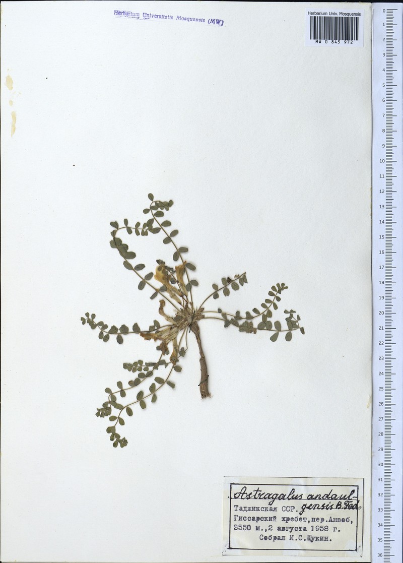 Astragalus lentilobus photo 2