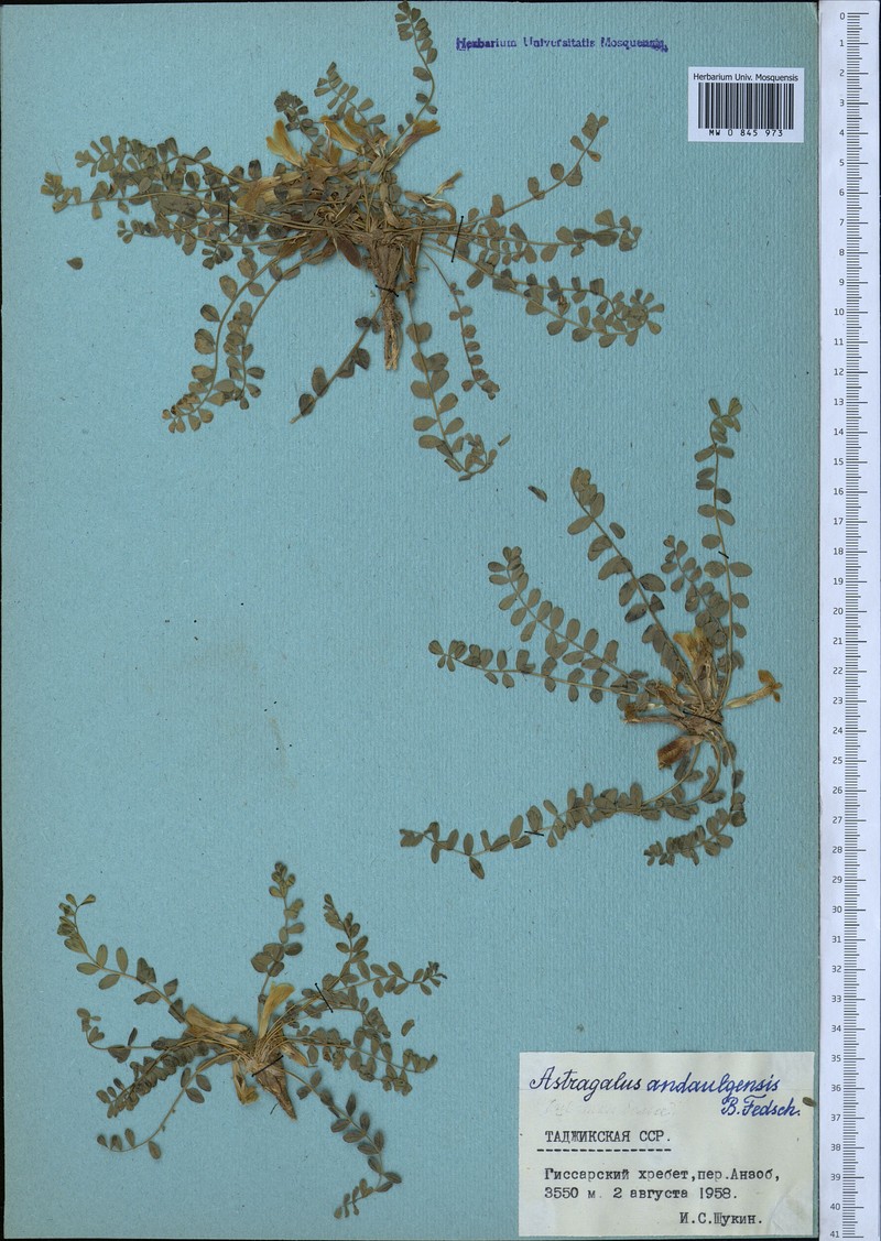 Astragalus lentilobus photo 3