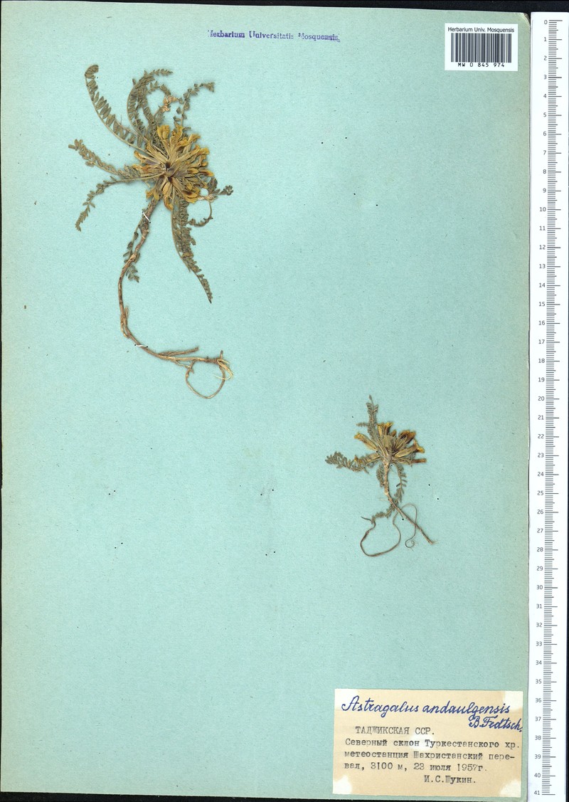 Astragalus lentilobus photo 4