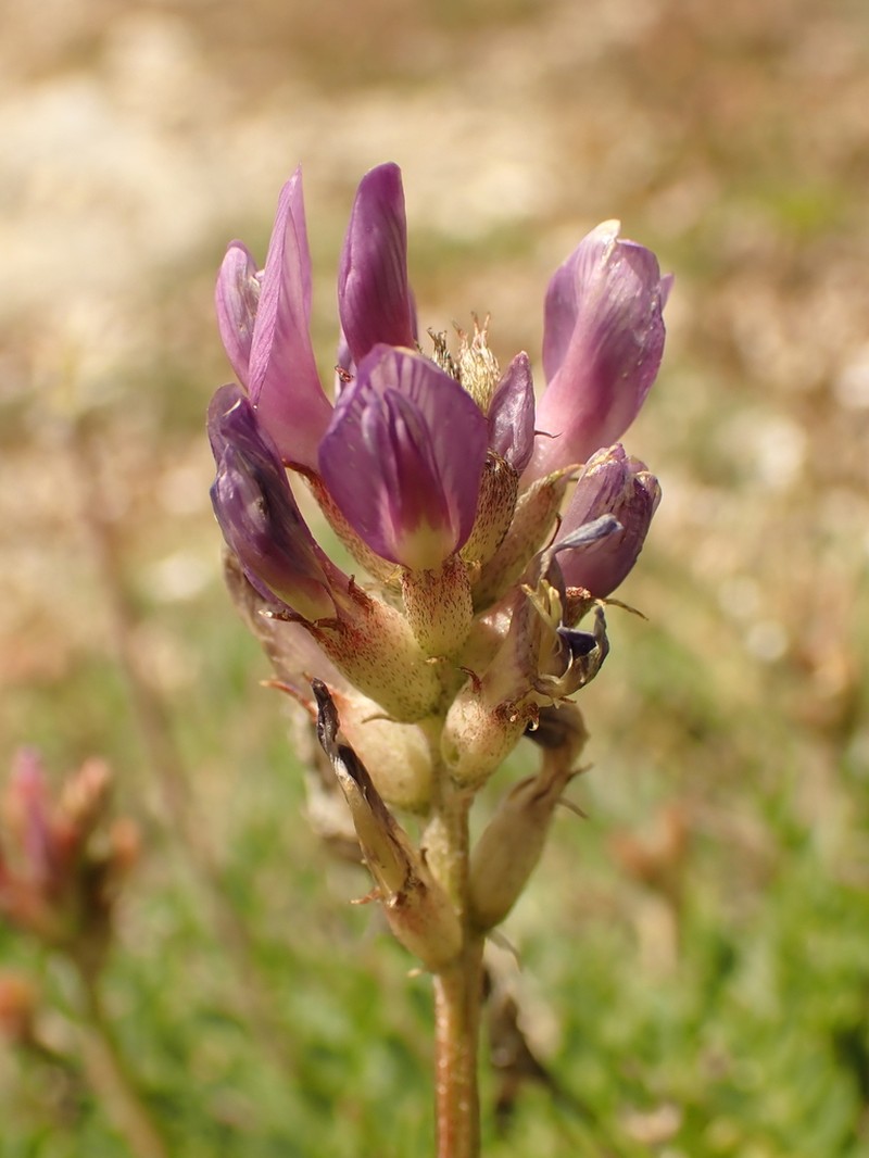 Astragalus leontinus