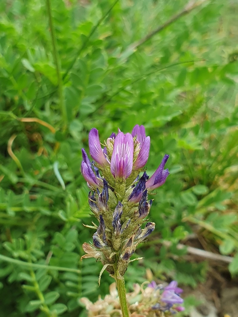 Astragalus leontinus photo 2