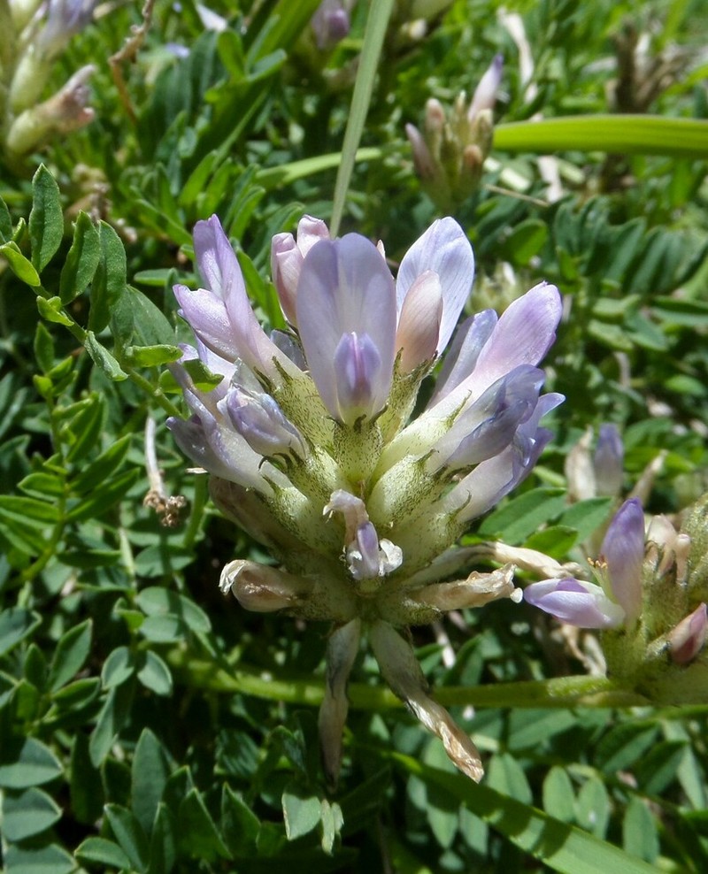 Astragalus leontinus photo 3