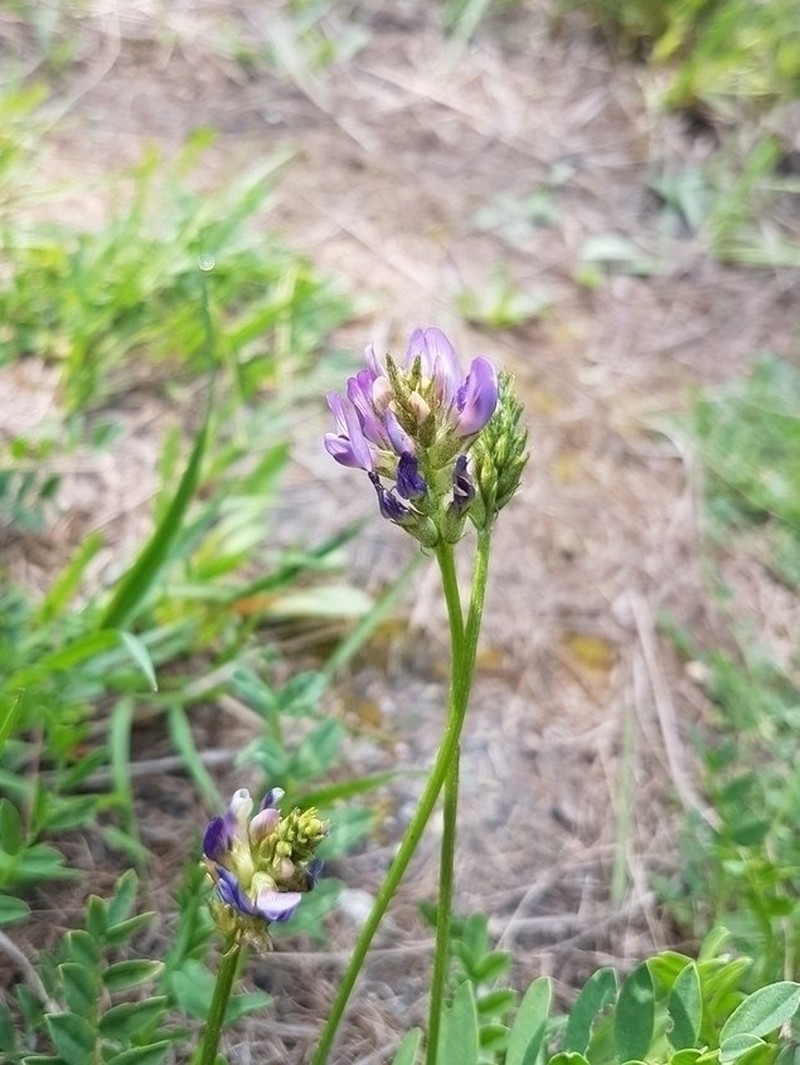 Astragalus leontinus photo 4