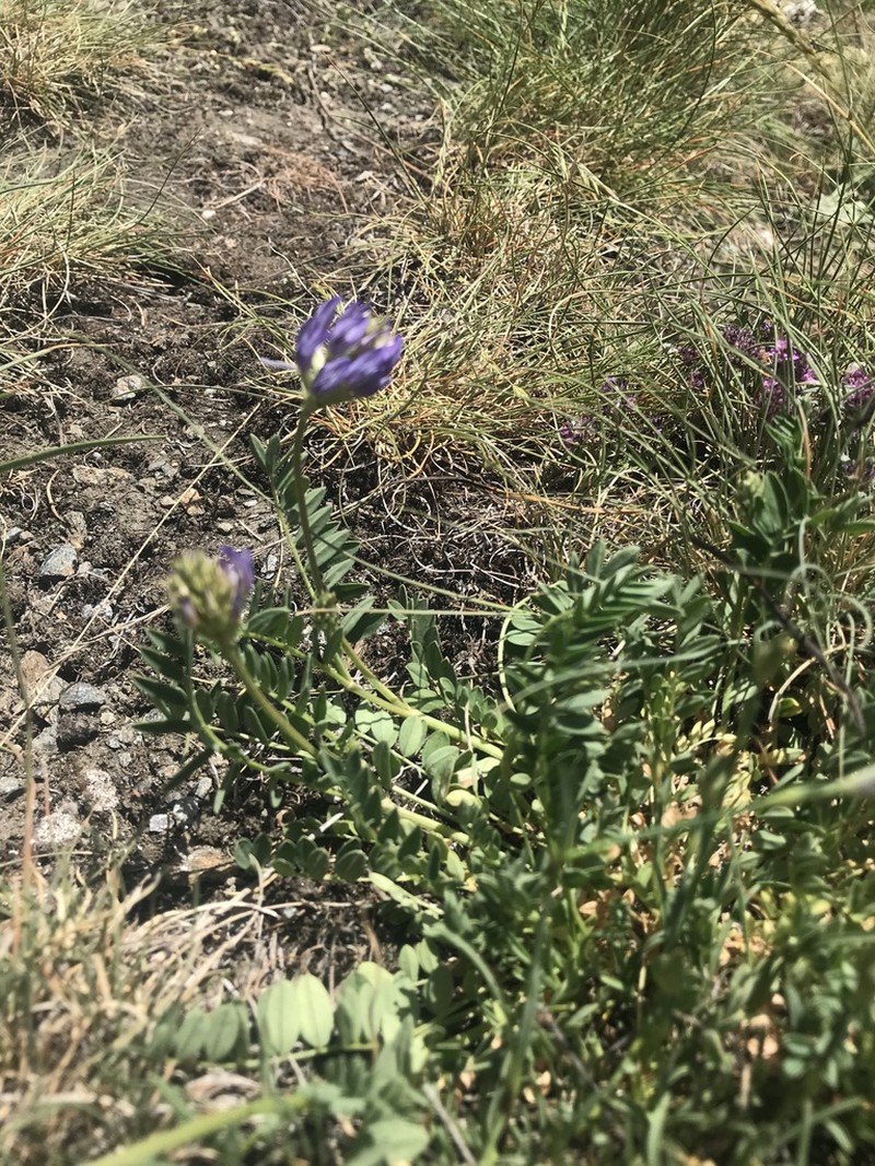 Astragalus leontinus photo 5