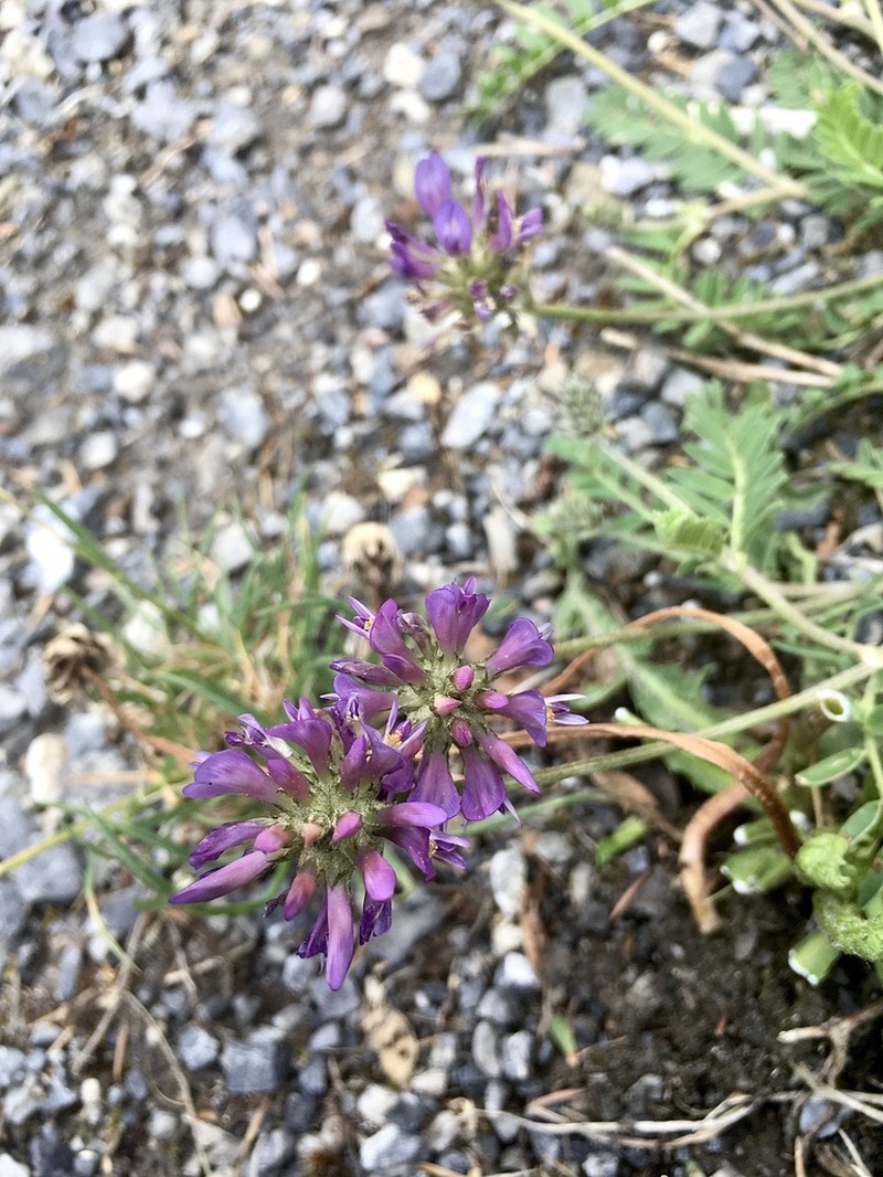 Astragalus leontinus photo 6