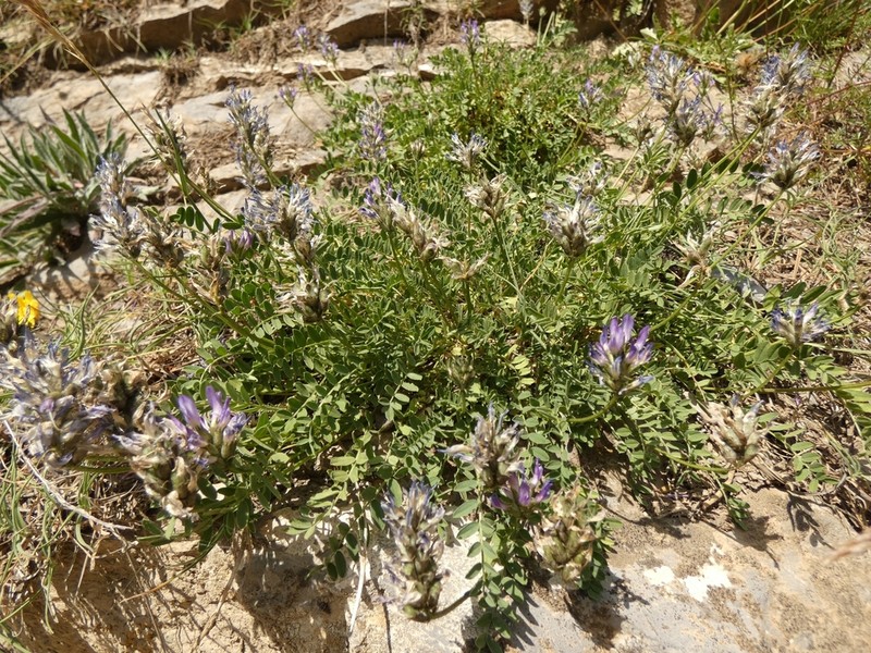 Astragalus leontinus photo 7
