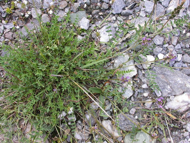 Astragalus leontinus photo 8