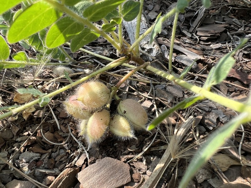 Astragalus leporinus
