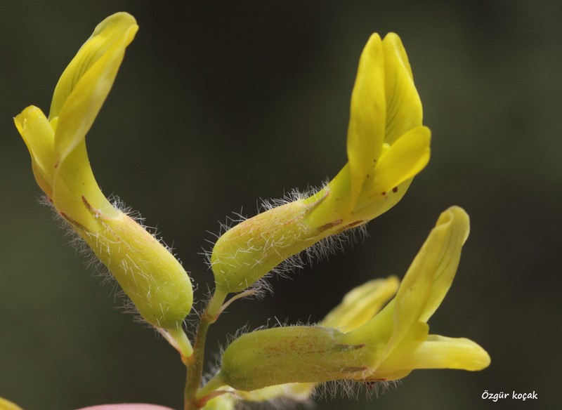 Astragalus leporinus photo 2