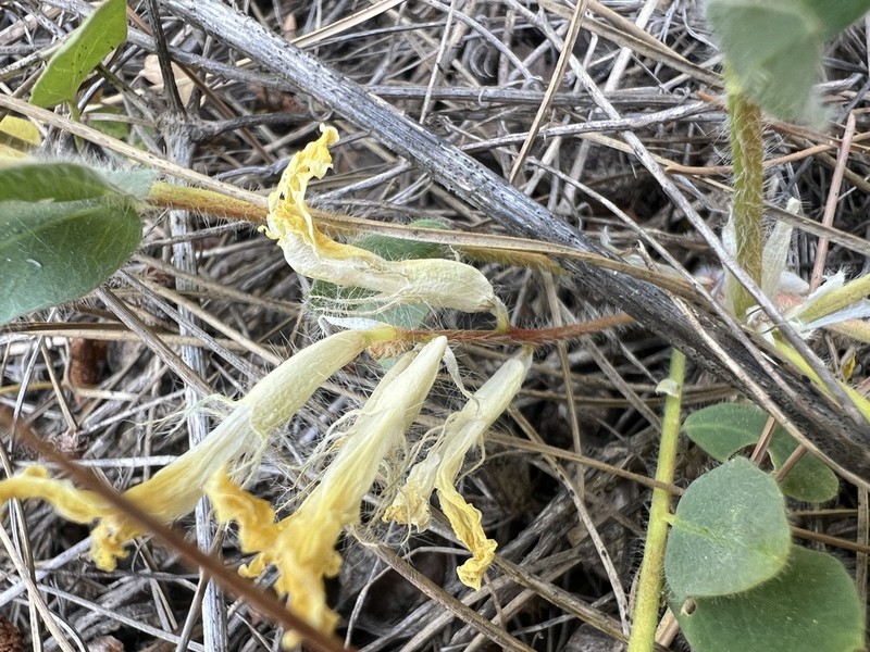 Astragalus leporinus photo 3