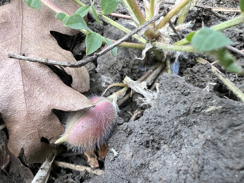 Astragalus leporinus photo 4