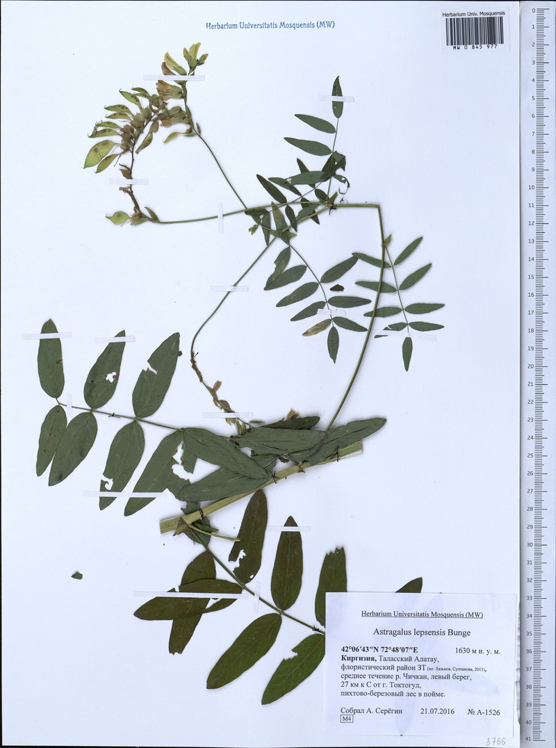 Astragalus lepsensis