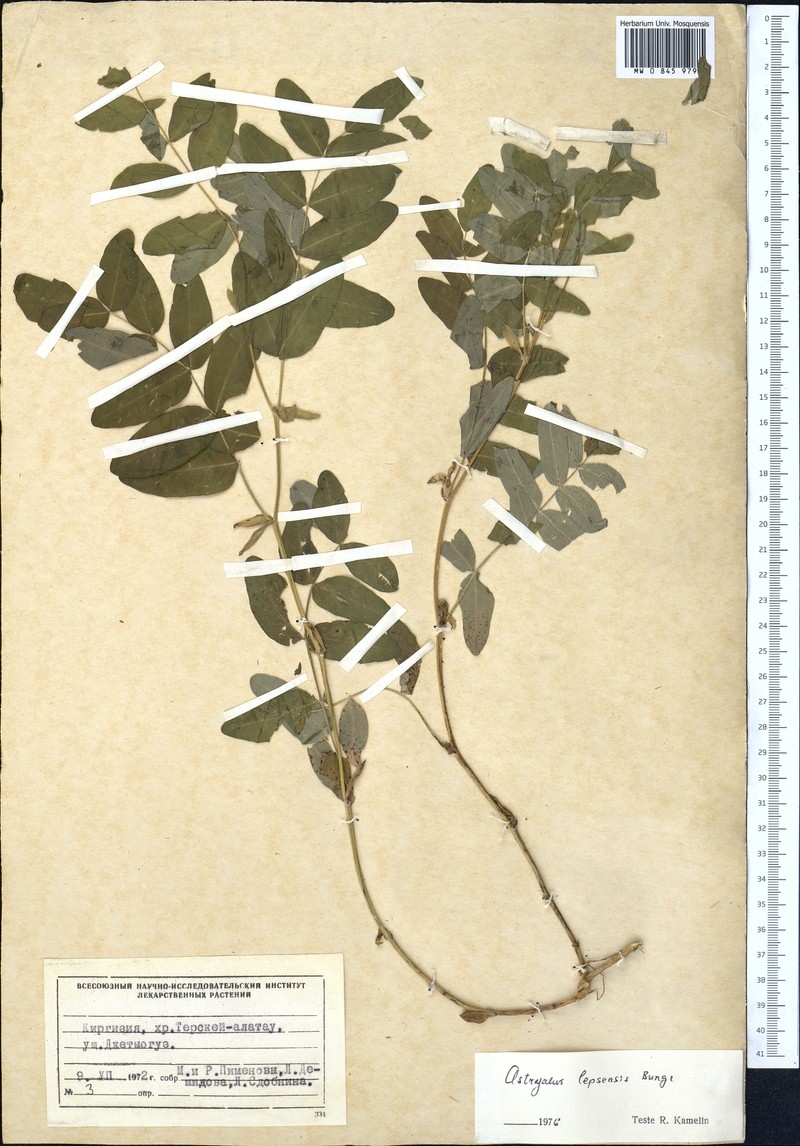 Astragalus lepsensis photo 2