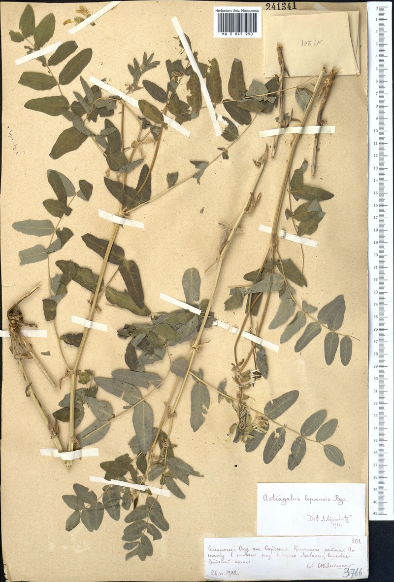 Astragalus lepsensis photo 3