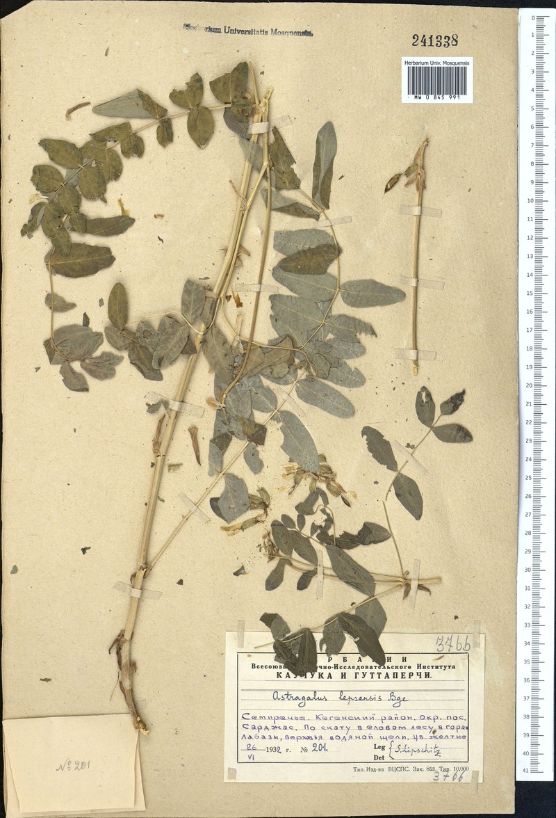 Astragalus lepsensis photo 4