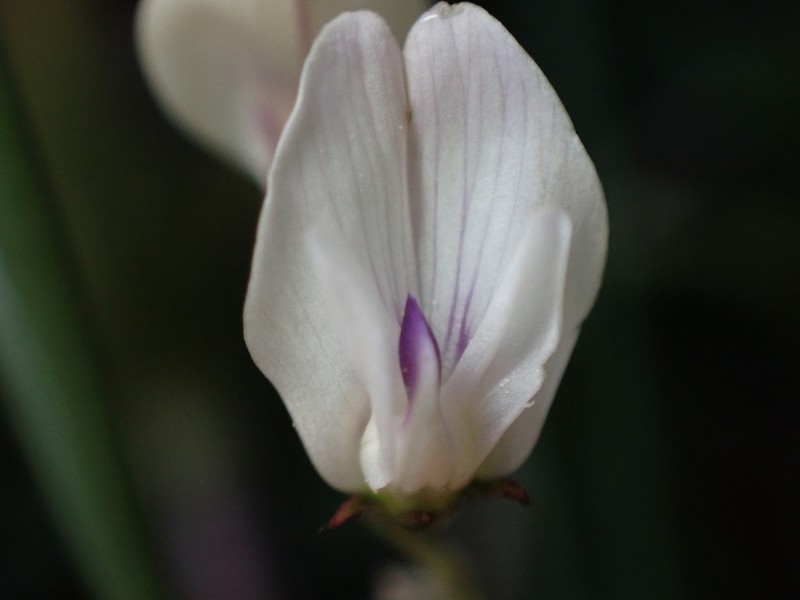 Park Milkvetch