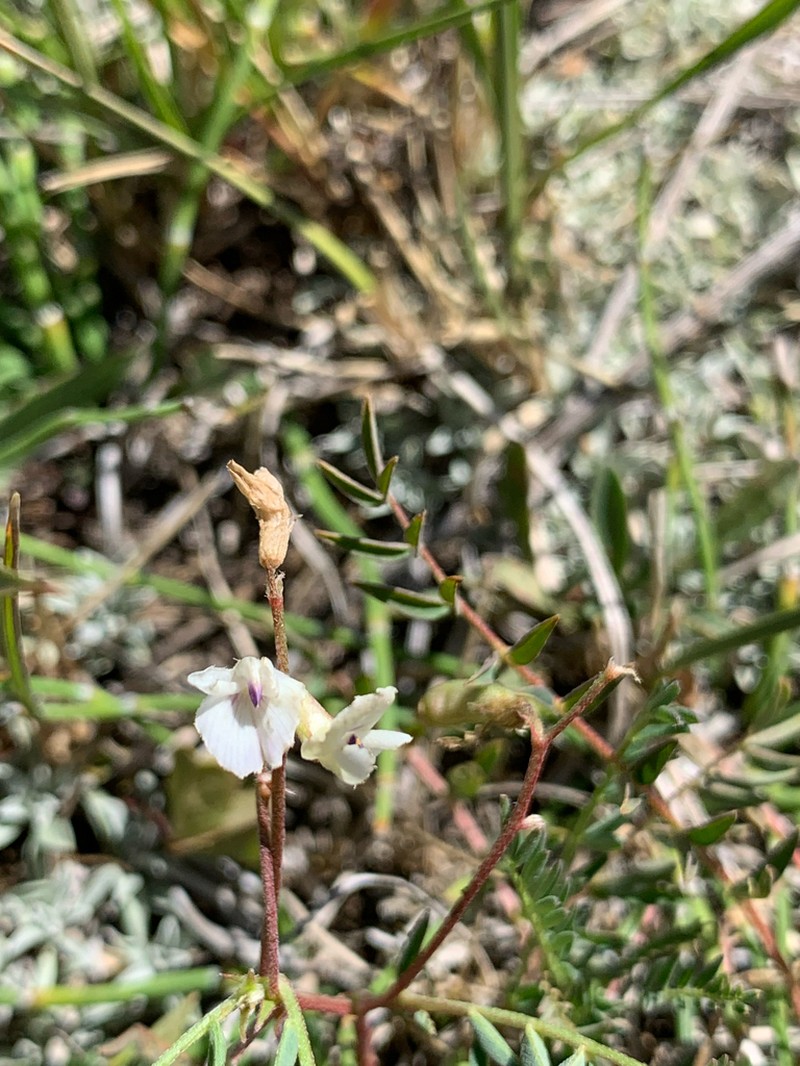 Park Milkvetch photo 2