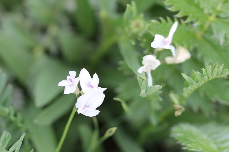 Park Milkvetch photo 3