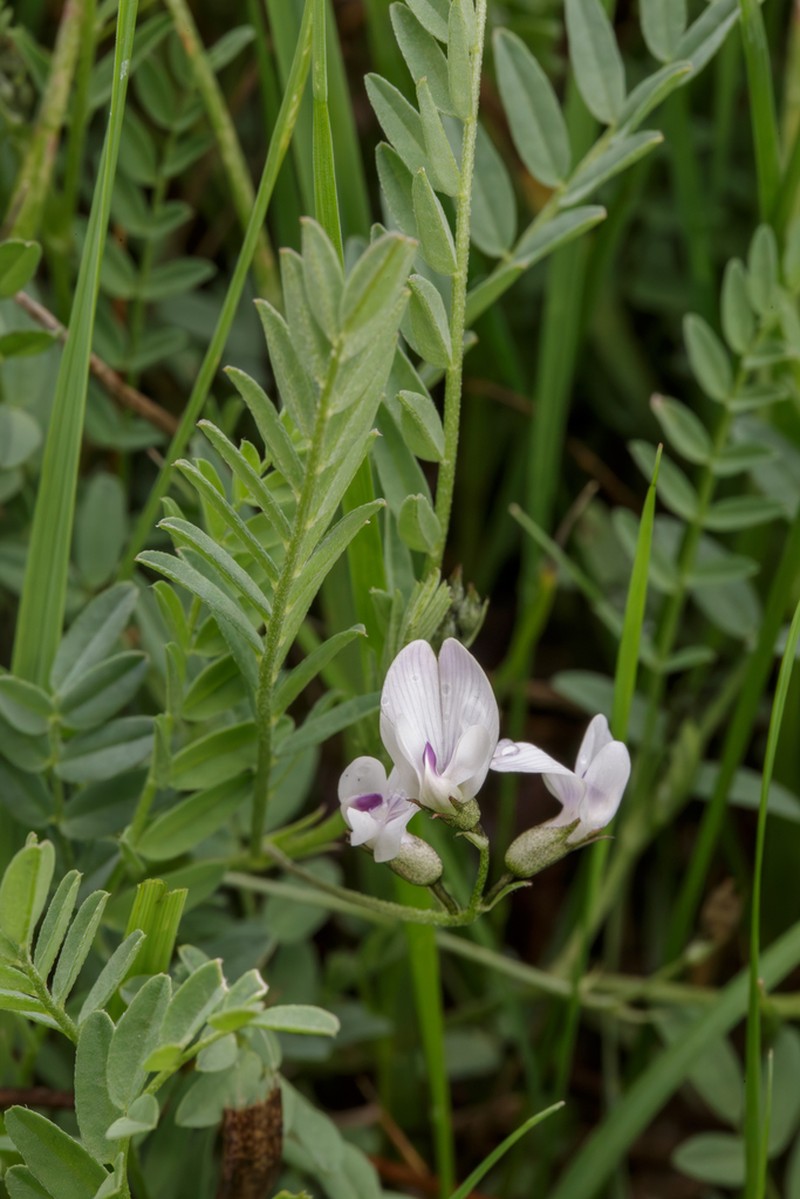 Park Milkvetch photo 4