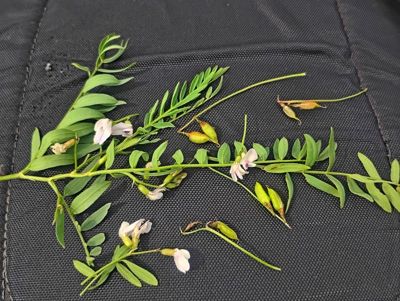 Park Milkvetch photo 5
