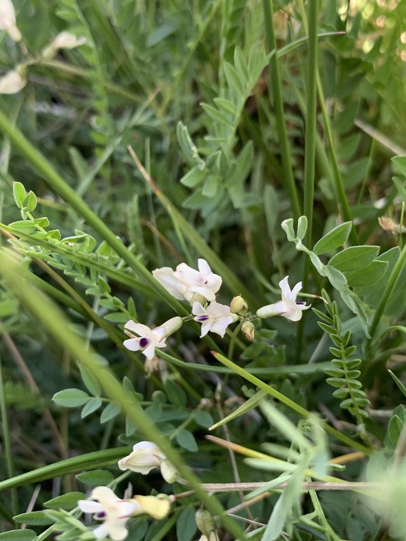 Park Milkvetch photo 6