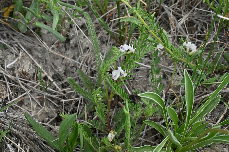 Park Milkvetch photo 7
