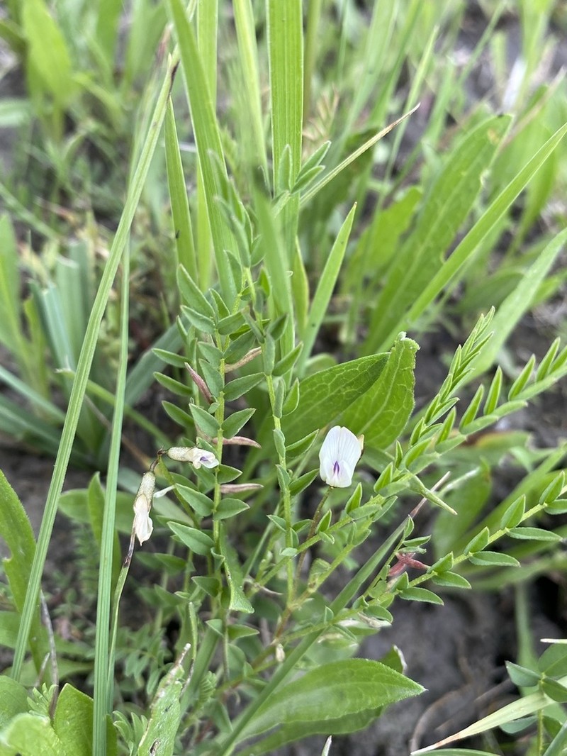 Park Milkvetch photo 8