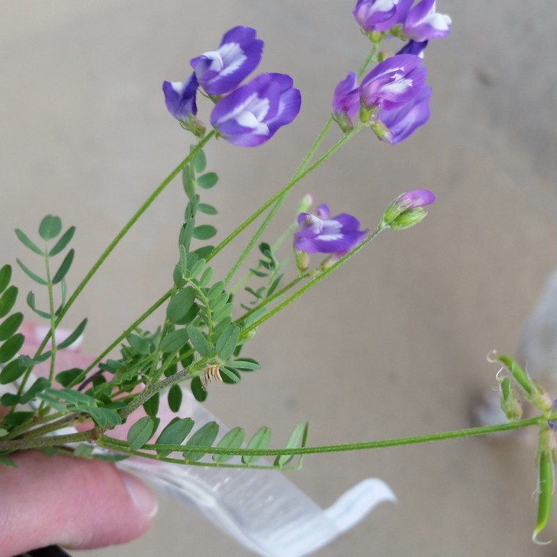 Rare Loco Milkvetch