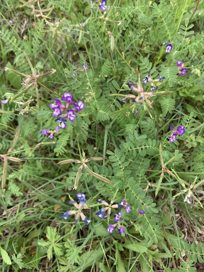 Rare Loco Milkvetch photo 2