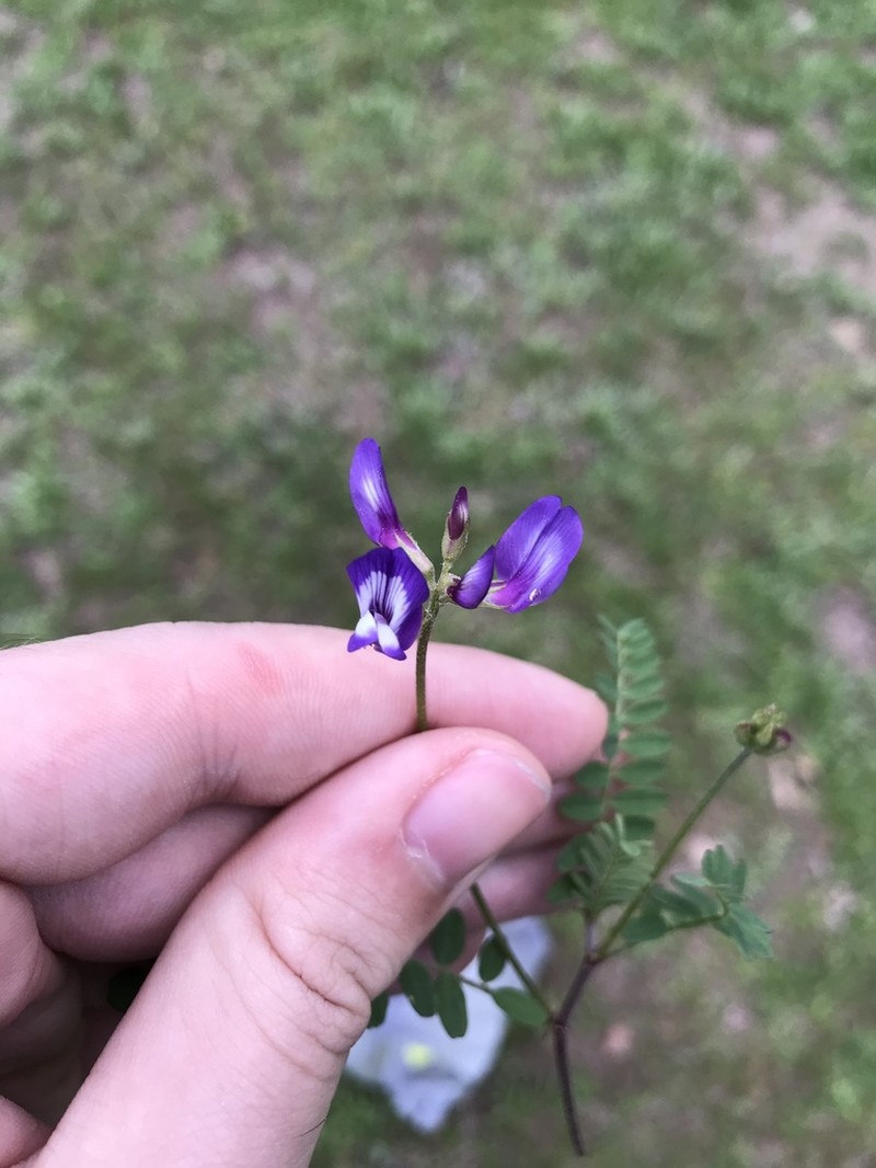 Rare Loco Milkvetch photo 3