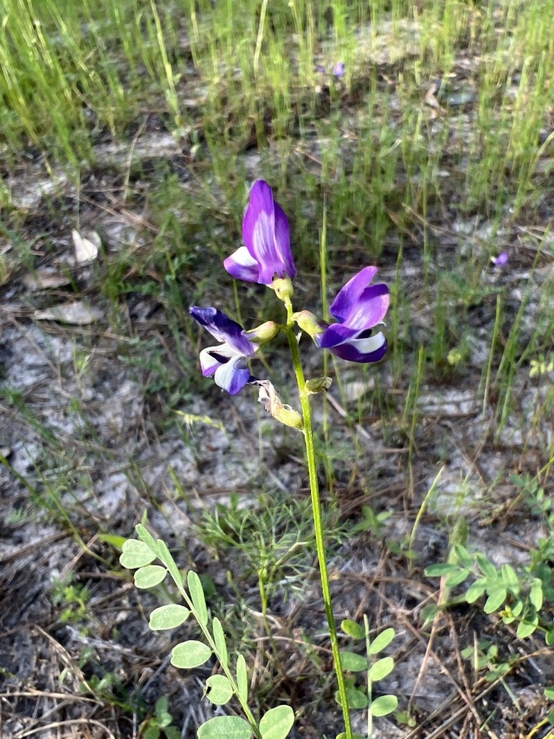 Rare Loco Milkvetch photo 4