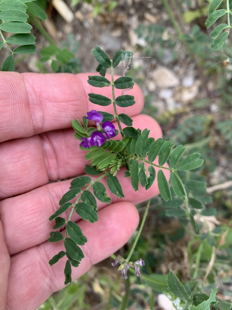 Rare Loco Milkvetch photo 5