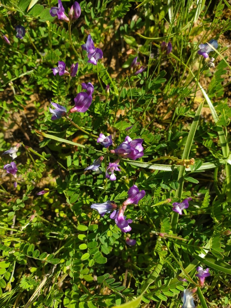 Rare Loco Milkvetch photo 6