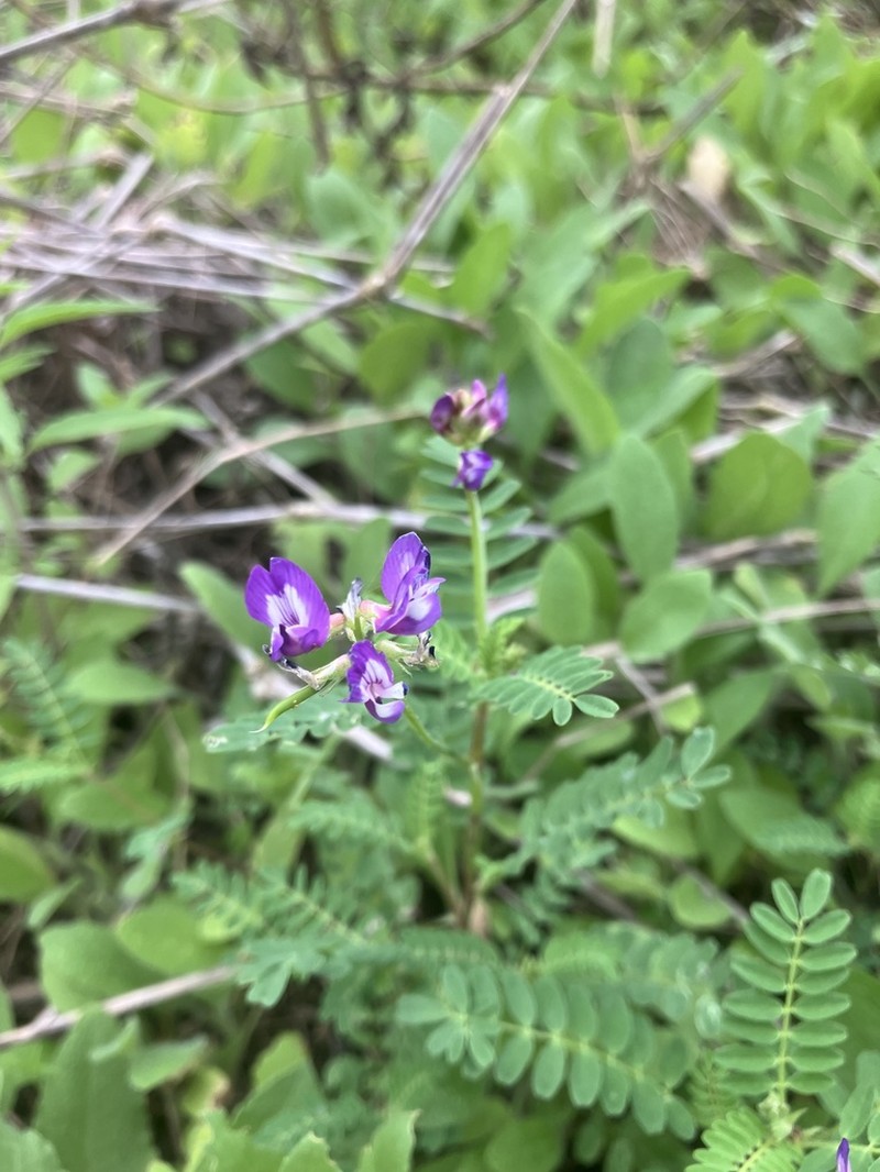 Rare Loco Milkvetch photo 7