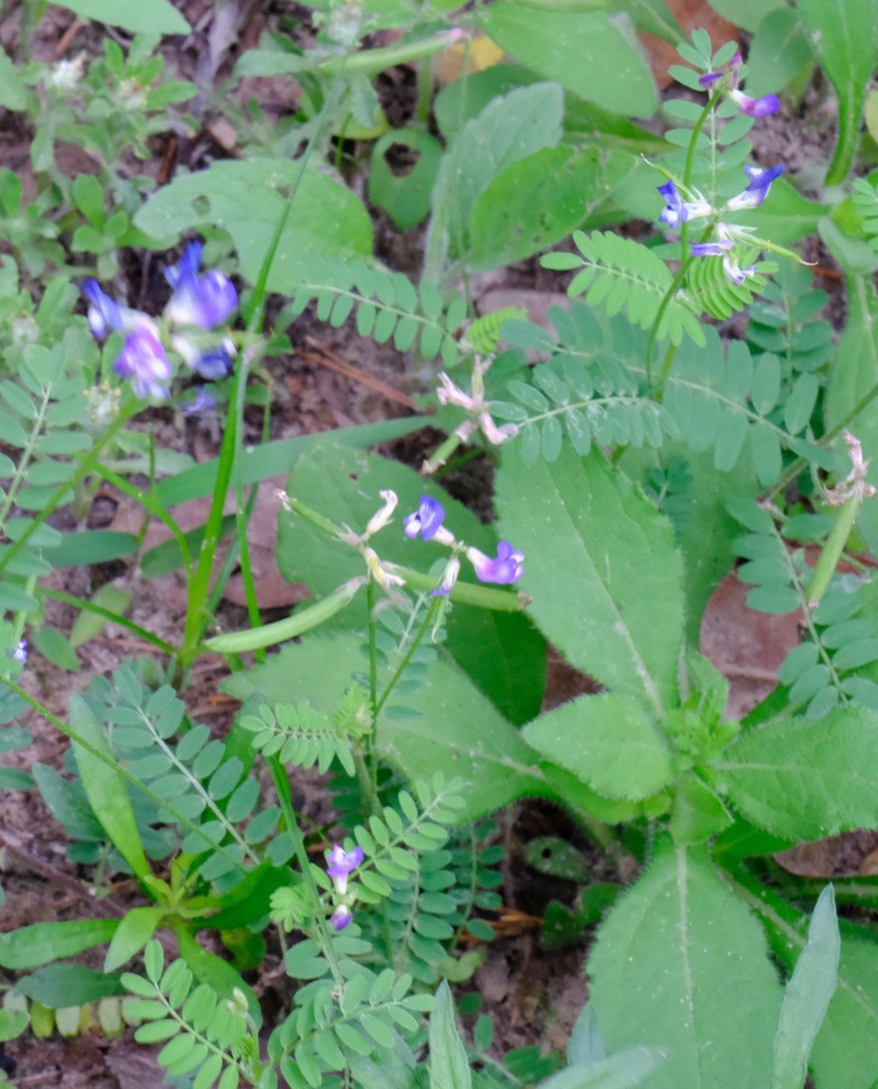 Rare Loco Milkvetch photo 8