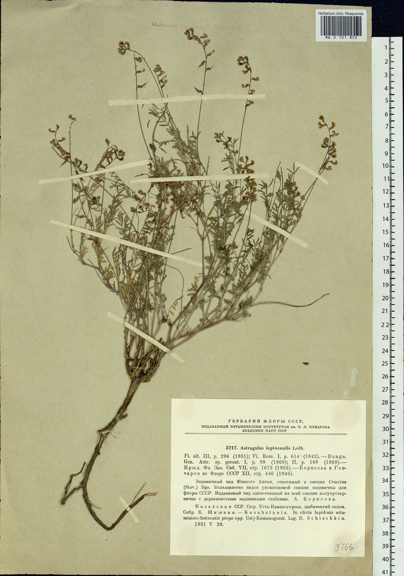 Astragalus leptocaulis photo 2