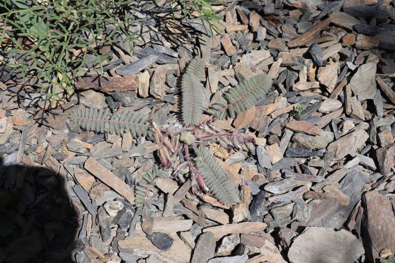 Astragalus leptophysus