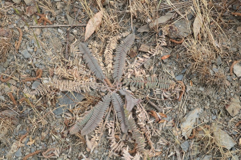 Astragalus leptophysus photo 2