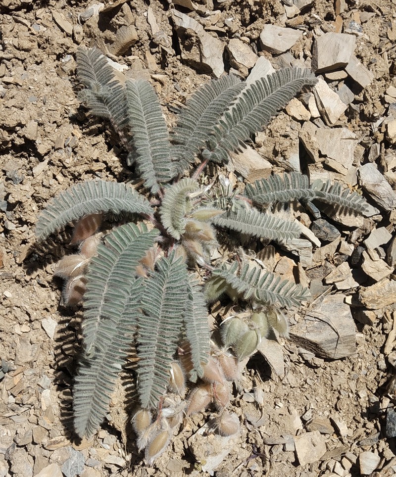 Astragalus leptophysus photo 3