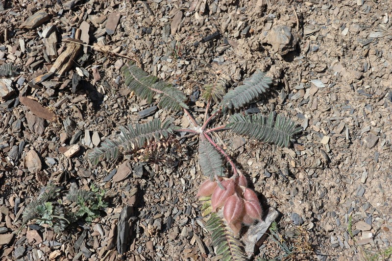 Astragalus leptophysus photo 4
