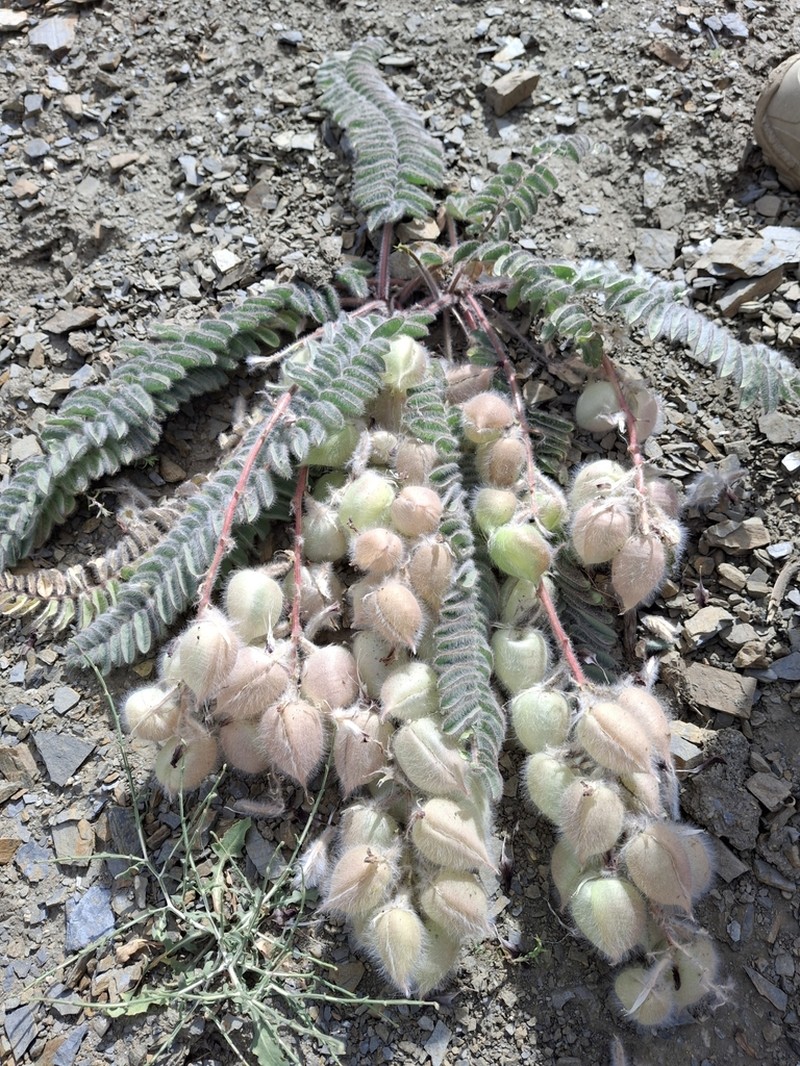 Astragalus leptophysus photo 5